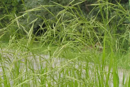 Brachypodium silvaticum