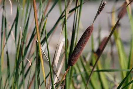 Typha angustifolia