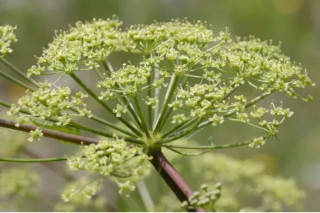 Peucedanum verticillare