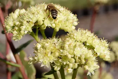 Sedum telephium ssp. maximum