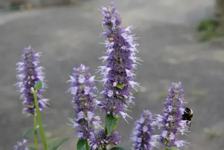 Agastache rugosa - Einzelsamen