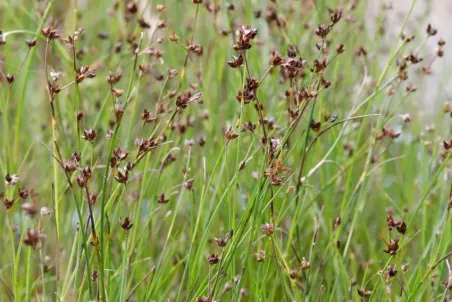 Juncus articulatus