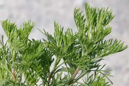 Artemisia abrotanum