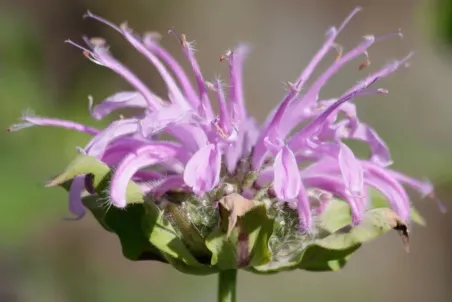 Monarda fistulosa