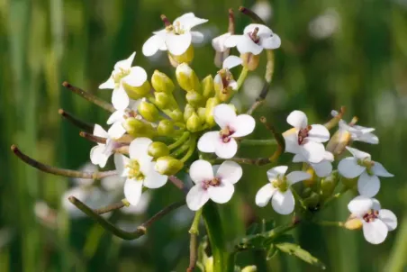 Nasturtium officinale