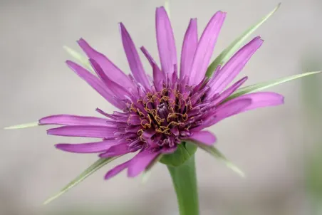 Tragopogon porrifolius