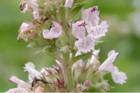 Nepeta cataria