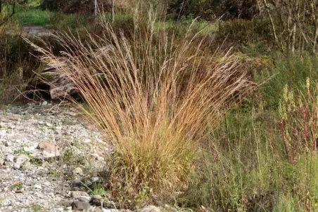 Molinia arundinacea