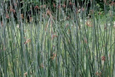 Schoenoplectus tabernaemontani