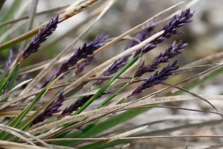 Sesleria caerulea