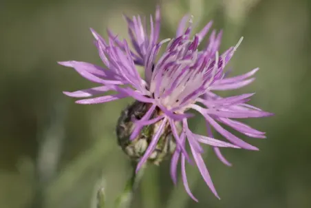 Centaurea stoebe - Einzelsamen