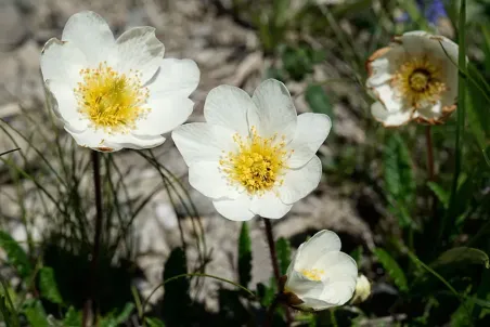 Dryas octopetala