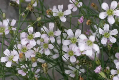 Petrorhagia saxifraga