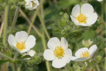 Potentilla rupestris - Einzelsamen