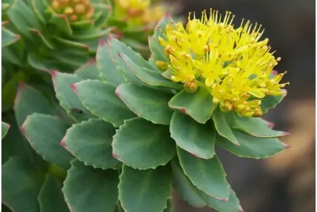 Rhodiola rosea