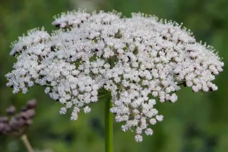 Selinum carvifolia