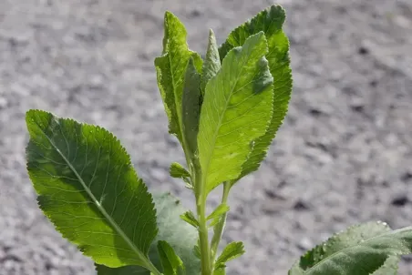 Tanacetum balsamita