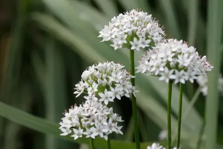 Allium tuberosum