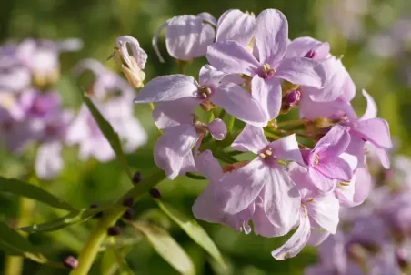 Cardamine bulbifera