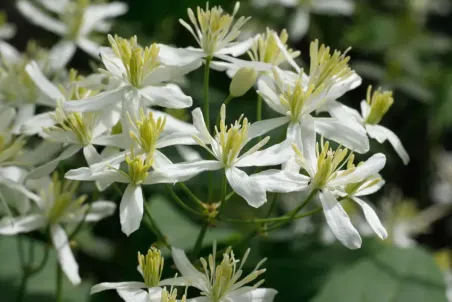 Clematis recta