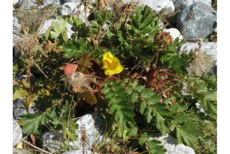 Geum montanum