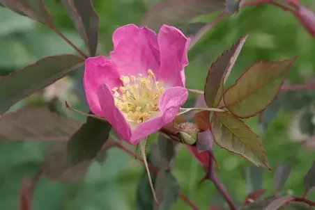 Rosa glauca