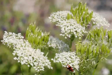 Myrrhis odorata