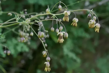 Thalictrum foetidum