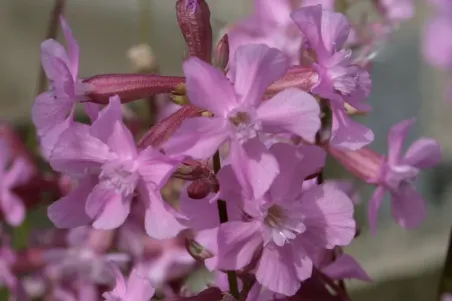 Silene viscaria