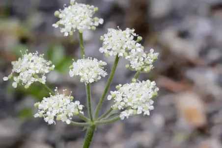 Athamanta cretensis