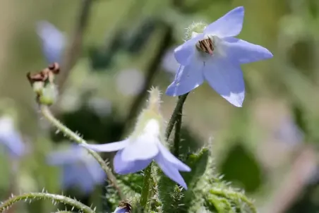 Borago pygmaea