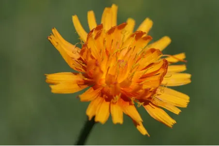 Crepis aurea