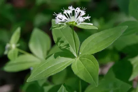 Asperula taurina