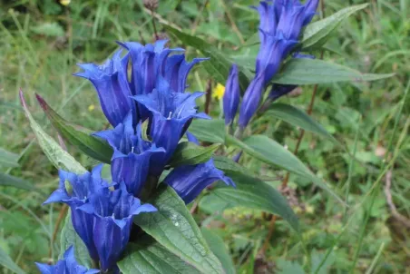 Gentiana asclepiadea