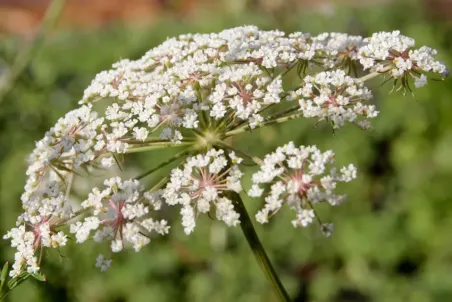 Peucedanum palustre - Einzelsamen