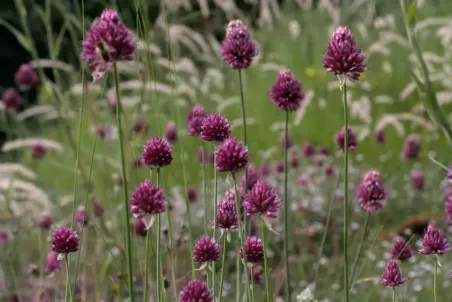 Allium sphaerocephalon - Einzelsamen