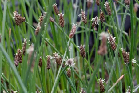 Eleocharis palustris