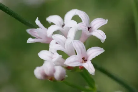 Asperula cynanchica