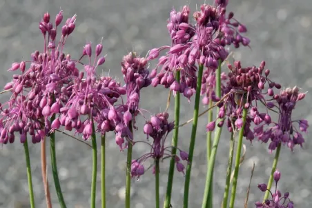 Allium carinatum ssp. pulchellum