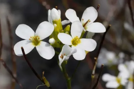 Arabis alpina - Einzelsamen