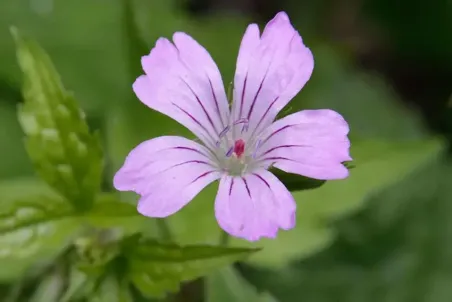 Geranium nodosum