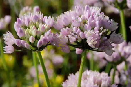 Allium angulosum