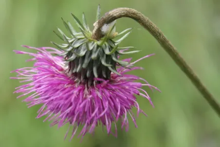 Carduus defloratus - Einzelsamen