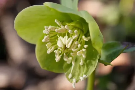 Helleborus viridis