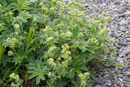 Alchemilla conjuncta