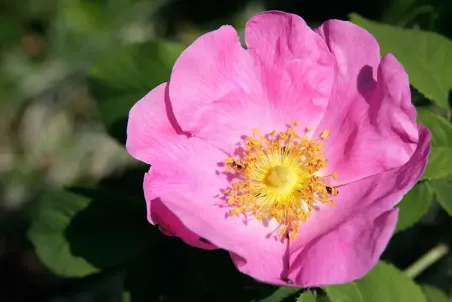 Rosa gallica