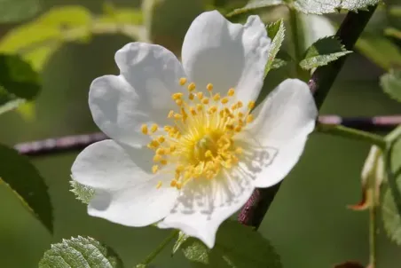 Rosa agrestis