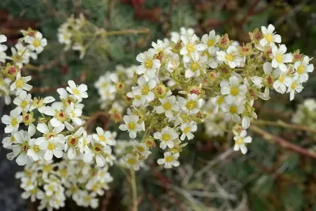 Saxifraga paniculata