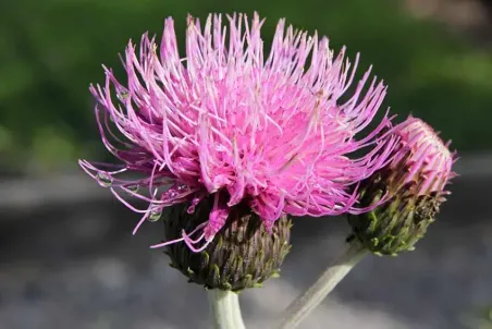 Cirsium helenioides