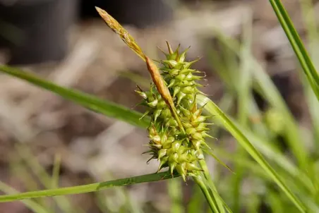 Carex flava